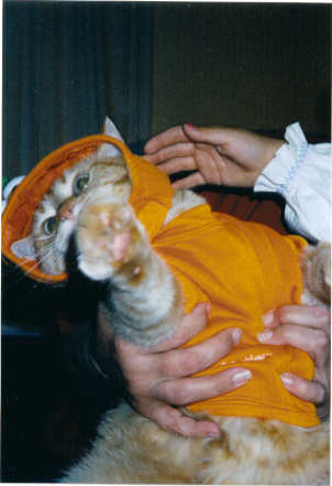 Orange Attack Cat