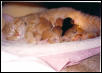 Samantha w newborn kittens