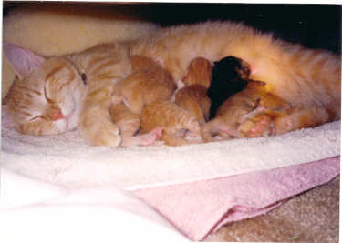 Samantha w newborn kittens
