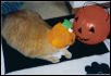 Samantha the Pumpkinhead