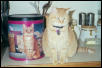 Sammi on counter