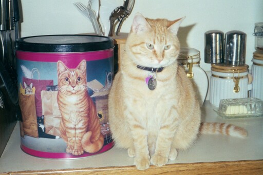 Sammi on counter