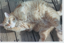 Sammi sunning on deck Jun2005
