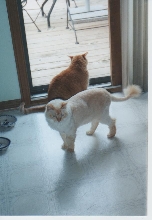 simba sammi jun2005