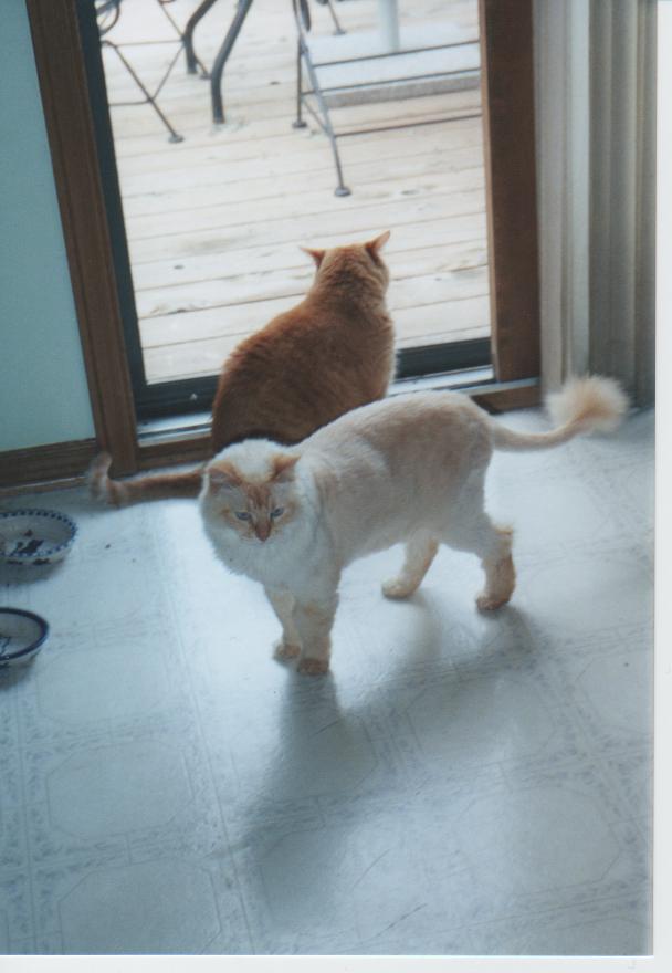 simba sammi jun2005