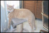 Samantha on kitty cabana