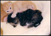 Katrina baby 3 wks old w sibling in bed
