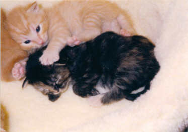 Katrina baby 3 wks old w sibling in bed