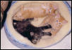 Katrina 8 wks old w two sibs