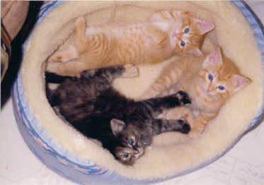 Katrina 8 wks old w two sibs