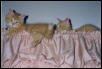 Samantha's kittens/valance
