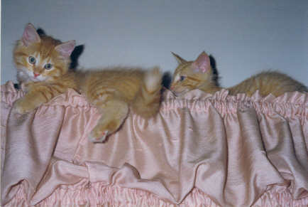 Samantha's kittens/valance