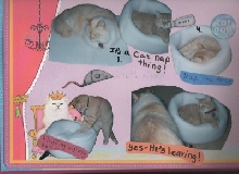 Paula's cat scrapbook pg 1