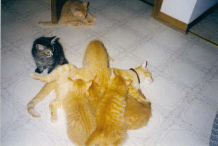 Sam, kittens nursing, katrina 10 wks