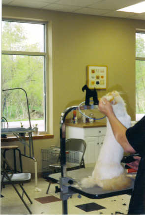 simba3 lioncut