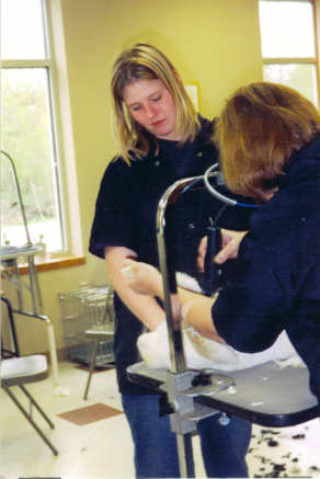 simba lioncut 2004 1