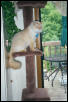 Simba w lion cut Jun2001
