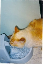 simba drinkwell
