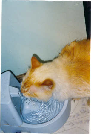 simba drinkwell