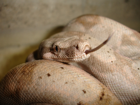 hogg isle boa