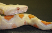 albino boa