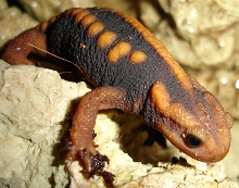 emperor newt