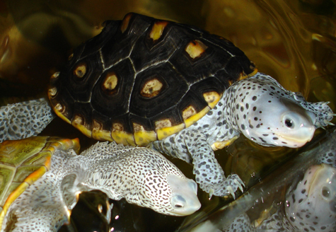 female ornate & carolina diamondback terrapins
