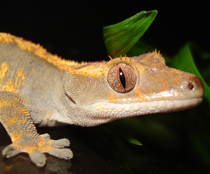 fire crested gecko