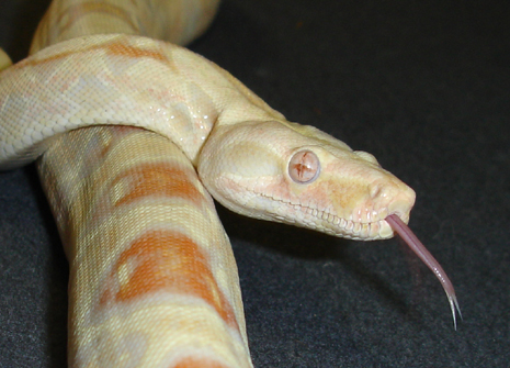 albino boa male