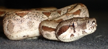 salmon boa female