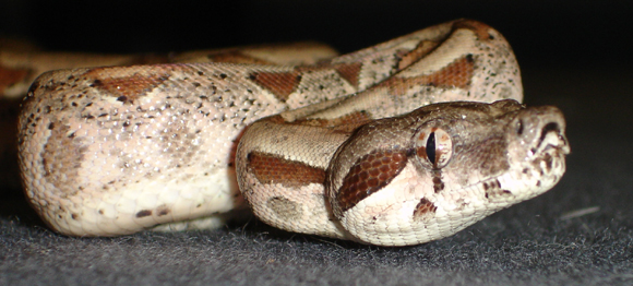 salmon boa female