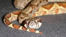 salmon boa female
