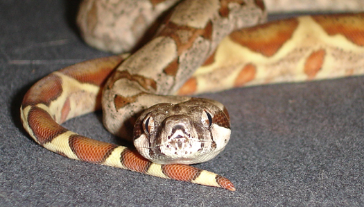 salmon boa female