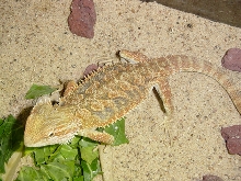 nice colored male beardie