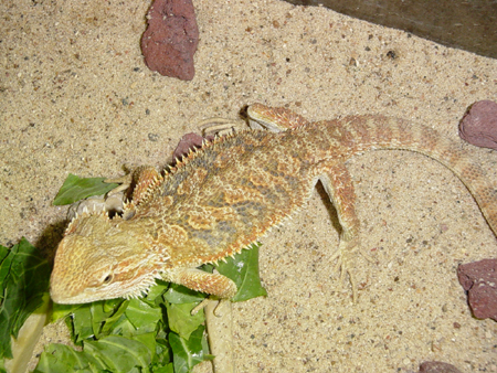 nice colored male beardie