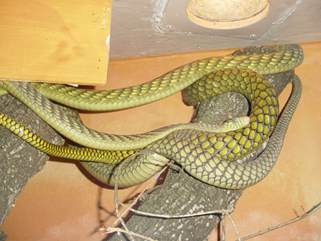 green mamba