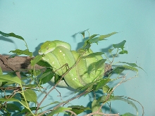 green tree python