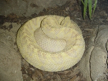neo-tropical rattler