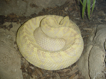 neo-tropical rattler
