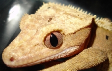 dalmation cretsed gecko