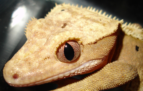 dalmation cretsed gecko