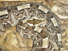 rhino viper