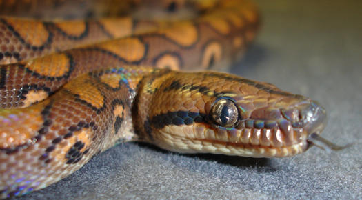 brazilian rainbow boa
