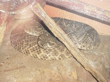 western diamondback