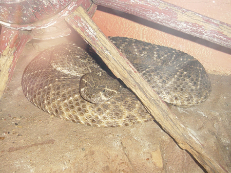 western diamondback