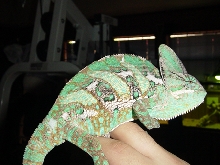 veiled chameleon male