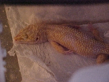 Harley Sleepin..