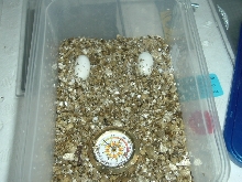 leopard gecko eggs