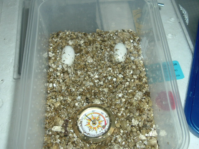 leopard gecko eggs