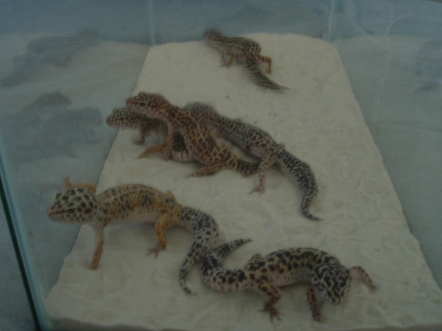 some of my female leopard gecko breeders
